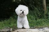 BICHON FRISE 166